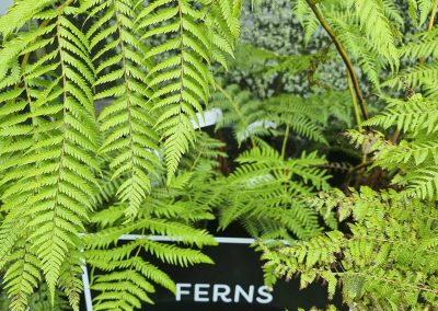 ferns sold at acacia bay garden centre